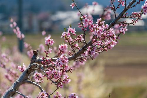 What are the customs of the Hinamatsuri in Japan? Commentary along with the origin of Hina dolls and peach festivals_Sub 3.jpg