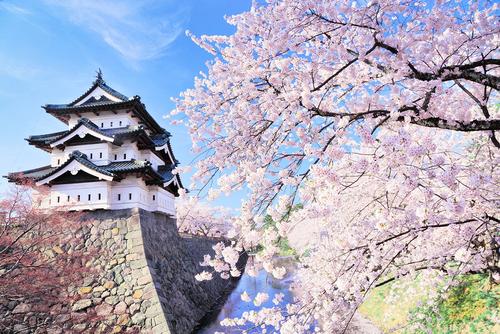 What does Sakura mean to Japanese people? Introducing the three major cherry blossoms that Japan is proud of_Sub 3.jpg