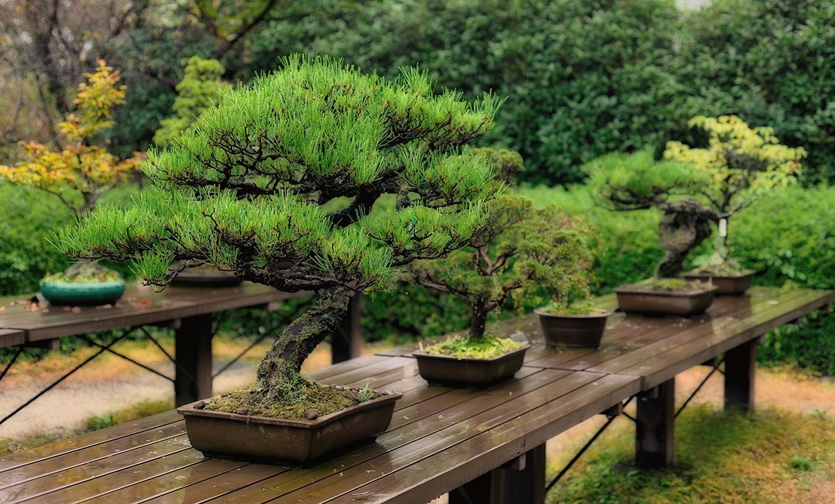 Introducing overseas reactions! Bonsai (BONSAI) _ Sub 1.jpg popular with foreigners