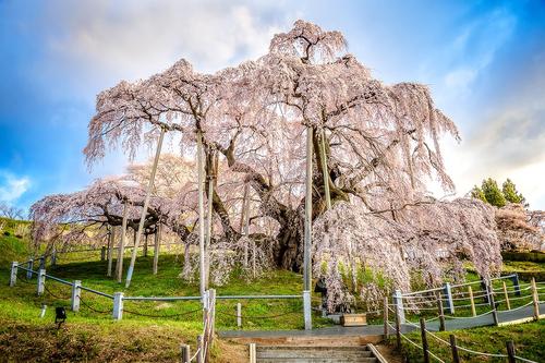 What does Sakura mean to Japanese people? Introducing the three major cherry blossoms that Japan is proud of_Sub 2.jpg